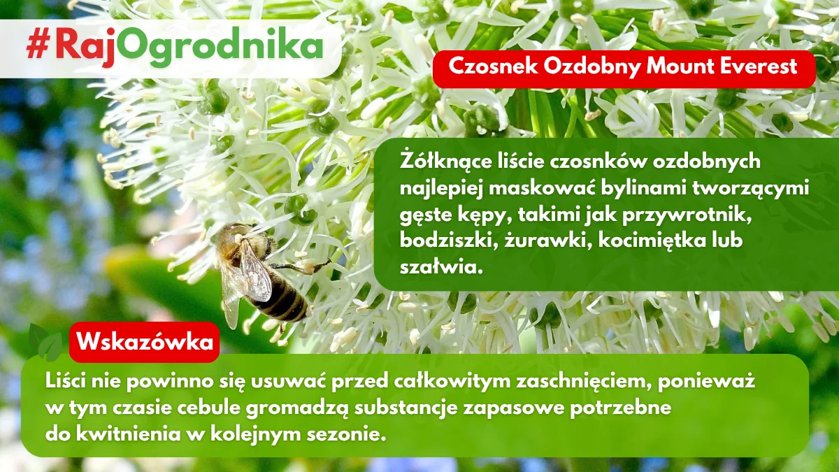 Żółknięcie liści czosnków ozdobnych jak maskować blog sklep rajogrodnika